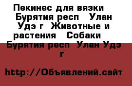 Пекинес для вязки  - Бурятия респ., Улан-Удэ г. Животные и растения » Собаки   . Бурятия респ.,Улан-Удэ г.